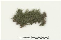 藏品(黃灰苔)的圖片